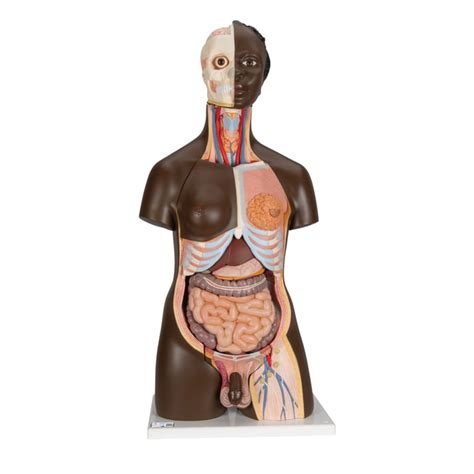 3b Scientific™ Dual Sex Human Torso Model With 3b Smart Anatomy