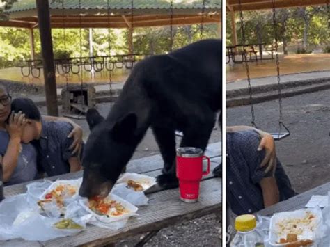 Video Irrumpe Oso En Picnic De Nuevo Le N Y Se Come La Comida De Todos