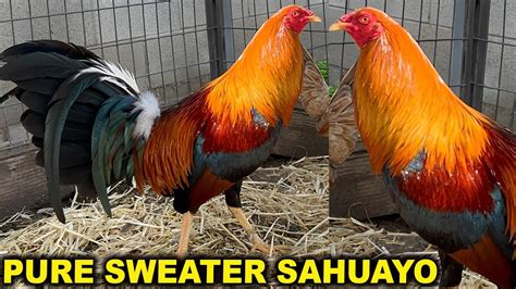 Pure Sweater Cardinal Kelso Penny Hatch Jap SAHUAYO FARM Beautiful