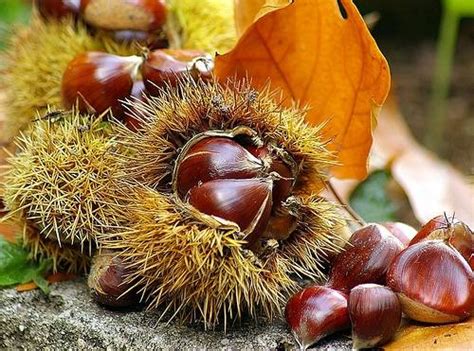 Autunno Tempo Di Castagne Gastrosofia It