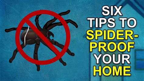 Tips On Keeping Spiders Out Your Home As Mating Season Begins Stoke On Trent Live