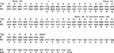 Figure 1 from An elastin gene mutation producing abnormal tropoelastin ...