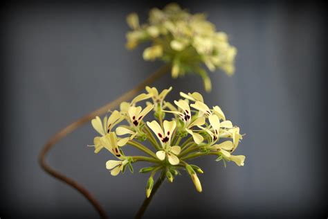 Pelargonium Moniliforme From My Pelargonium Species Collec Flickr