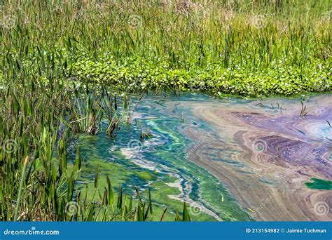 Pollution And Algae In The Wetlands Stock Photo Image Of Colours