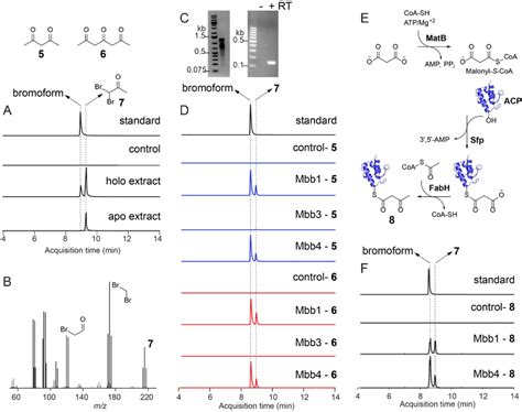 Figure From Genetic And Biochemical Reconstitution Of Bromoform