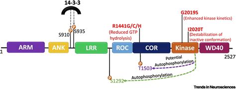 Lrrk And Idiopathic Parkinsons Disease Trends In Neurosciences