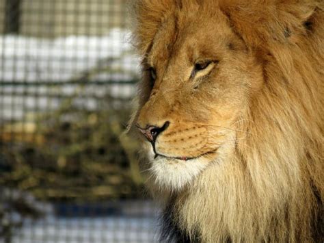 Images Gratuites faune zoo fourrure crinière Lion moustaches