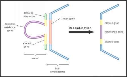 The Homologous Recombination Process - Human Genome