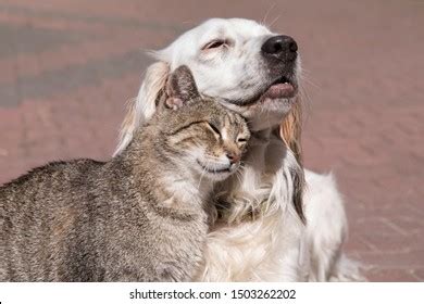 Dog Cat Playing Together Stock Photo 1503262202 | Shutterstock