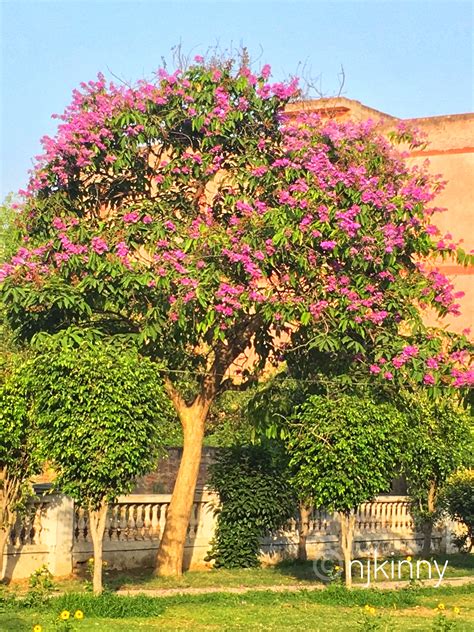 purple flower tree 1