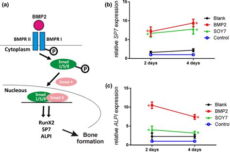 A Schematic Representation Of The Osteogenic Bmp Signal Transduction