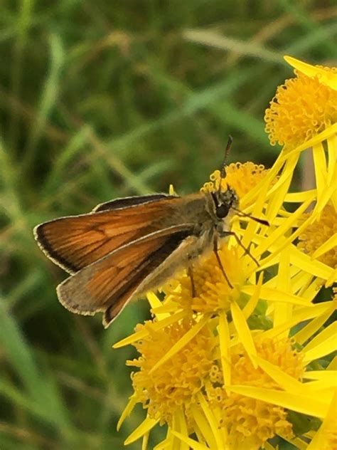 Small Skipper Thymelicus Sylvestris Feeding On Ragwort R Ribblevalley