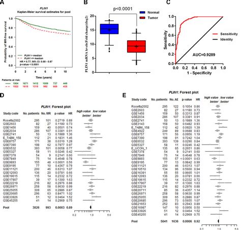 Validation Of The Plin1 Gene Signature For Predicting Survival A