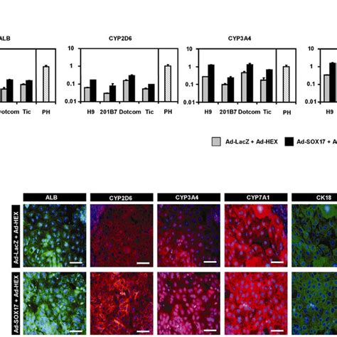 Hepatic Differentiation Of Human ESC And IPSC Derived DE Cells