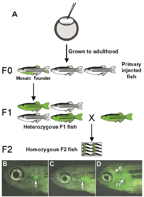 Generation Of Transgenic Zebrafish A Embryos Are Injected With