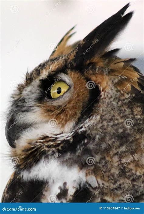 Great Horned Owl stock image. Image of yellowish, prey - 113904847