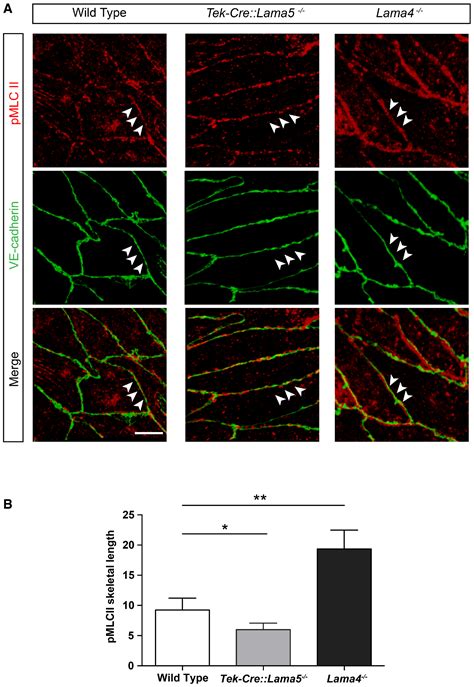 Endothelial Basement Membrane Laminin 511 Is Essential For Shear Stress