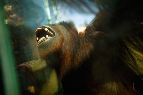 National Zoo Orangutan Exhibit Is Hands-On Fun | POPSUGAR Pets