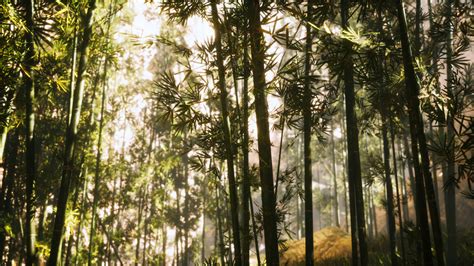 asian bamboo forest with morning sunlight 5542639 Stock Video at Vecteezy