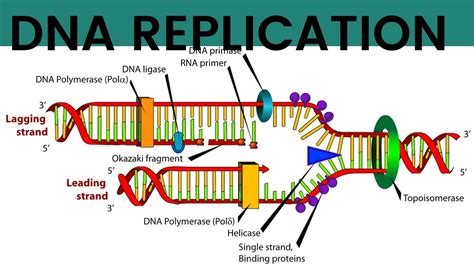 Dna Replication Youtube