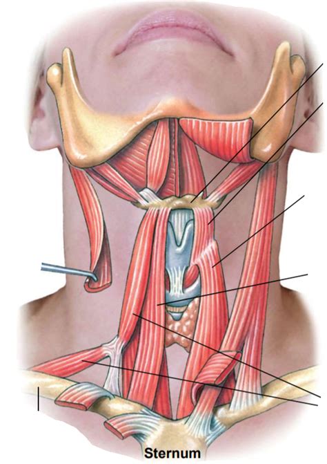 Neck Muscles Diagram Quizlet