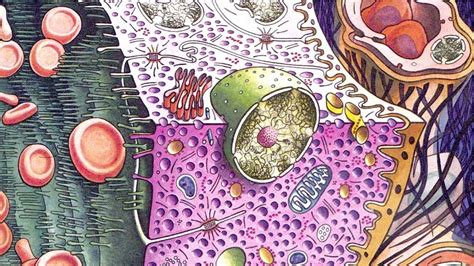 cells biology artwork picture wallpaperscom