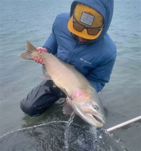 Lahontan Cutthroat Oncorhynchus Clarkii Henshawi