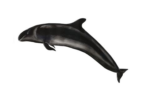 False Killer Whale Marysya Rudska