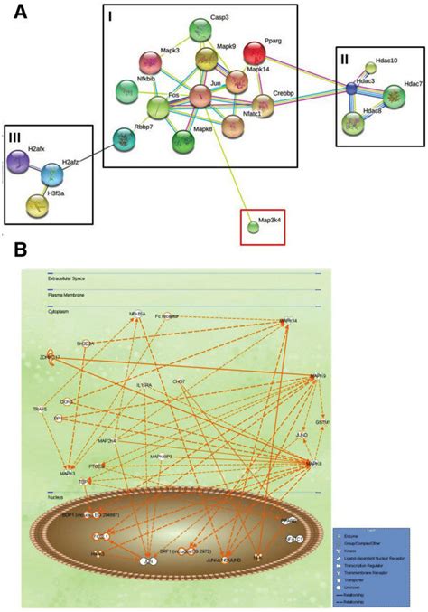 The PPI network and signaling pathway analysis. (A) The PPI network, as ...