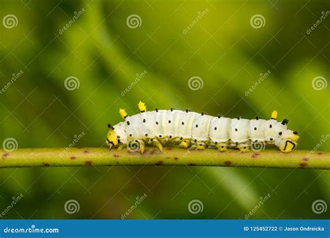 Promethea Silkmoth Caterpillar Stock Photo Image Of Coloration