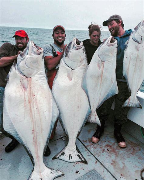 Alaska Halibut Fishing Charters Guided Halibut Fishing Trips