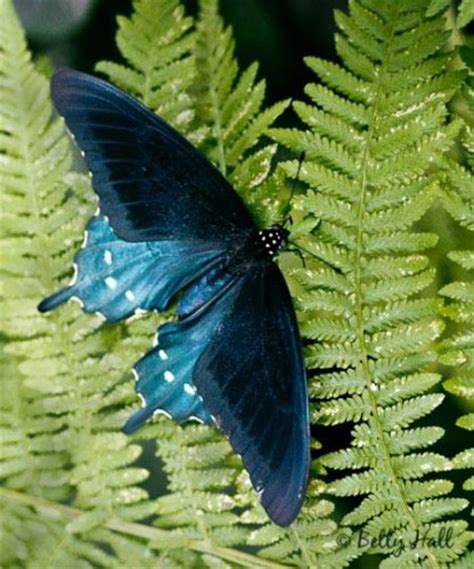 Pipevine Swallowtail Butterfly Betty Hall Photography