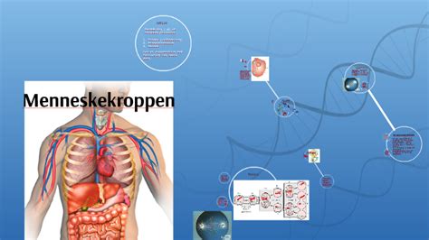 Kroppen By Camilla Hansen On Prezi