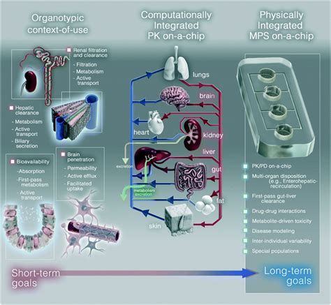 Microphysiological Systems For Adme Related Applications Current