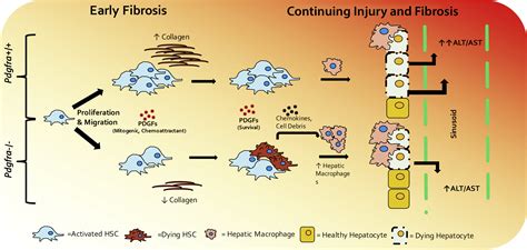 Hepatic Stellate Cellspecific Platelet Derived Growth Factor Receptor