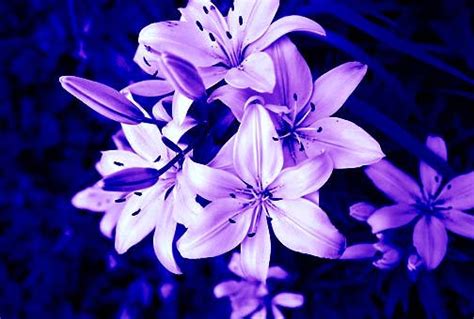 Purple Tiger Lily's by xxemptysoulxx on DeviantArt