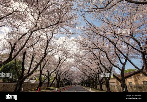 Les Cerisiers En Fleurs Sont En Pleine Floraison Le Long De L Avenue