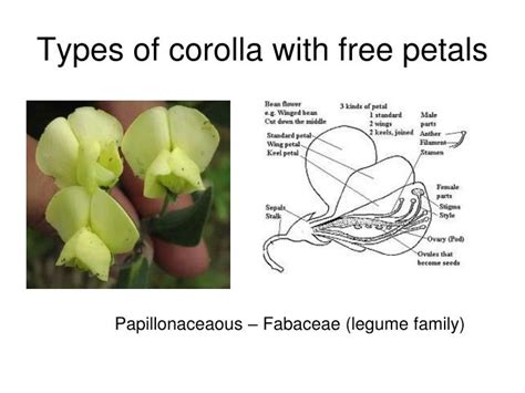 PPT - Flower morphology PowerPoint Presentation - ID:3614831