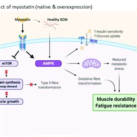 The Impact Of Myostatin And Its Inhibition On Muscle Metabolism And