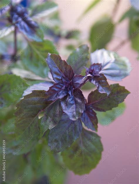 Purple basil, ocimum basilicum plant, aromatic edible medicinal plant ...