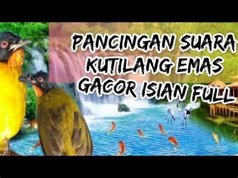 Pancingan Suara Kutilang Emas Gacor Isian Full Youtube