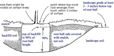 Root ball depth - Roots and planting trees - Roots - Landscape plants ...