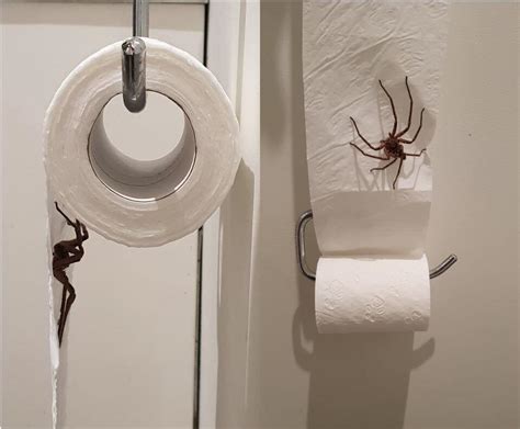 Toilet Paper Roll Spider