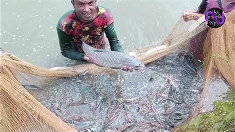 গলদা বাগদা ও কার্প জাতীয় মাছের মিশ্র চাষে লাখপতি তরুন উদ্যোক্তা