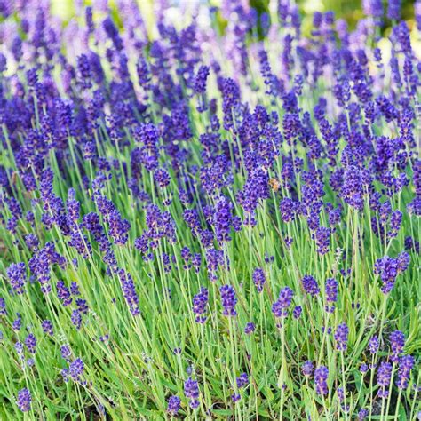 Spring Hill Nurseries Phenomenal Lavender Perennial Plant In 1 Pack