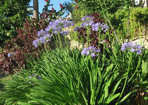 Lily Of The Nile A Touch Of African Beauty In Your Garden