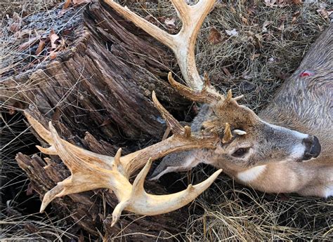 Man Accused of Poaching 'Hollywood Buck' Facing 19 Charges