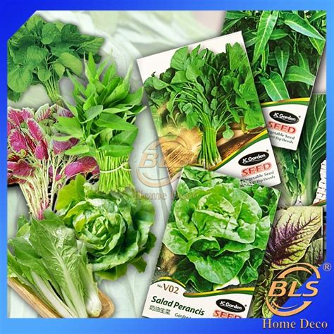 JC GARDEN VEGETABLE SERIES V01 V17 VEGETABLE SEED GARDENING PLANTING