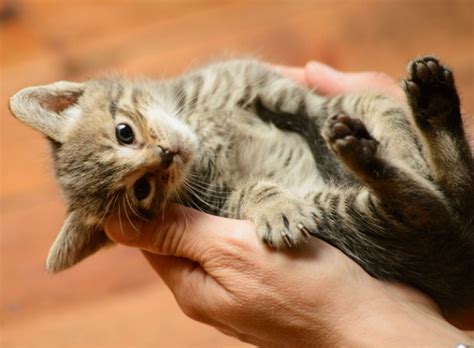 Comment Reconnaître Un Chat Mâle D Une Femelle