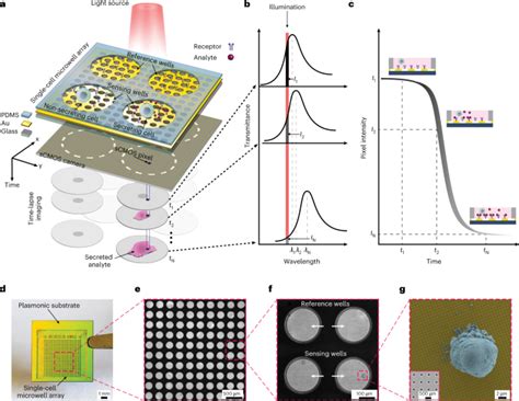 通过等离子体微孔阵列高通量时空监测单细胞分泌物nature Biomedical Engineering X Mol